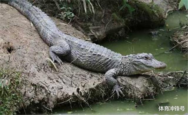 「恐龙」宁夏1954年发现了“恐龙事件”!一种头上长角的大怪物(史前生物)