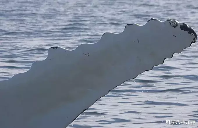 座头鲸|座头鲸为何要干扰虎鲸捕食?座头鲸:小时候咬过我,现在甭想吃饭