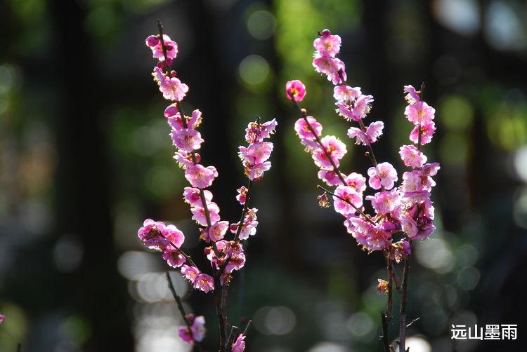 远山墨雨 阳光正好、花儿正开，去昆明黑龙潭公园 “龙泉探梅”，正当时