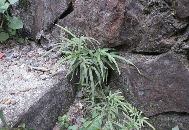 抗癌|墙边这种草，人称“抗癌之王”，价值金贵却少有人懂，可惜了！