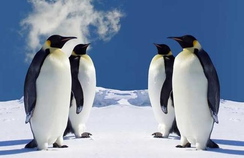 南极|企鹅抱团取暖时,最外层的难道不会被冻死吗?