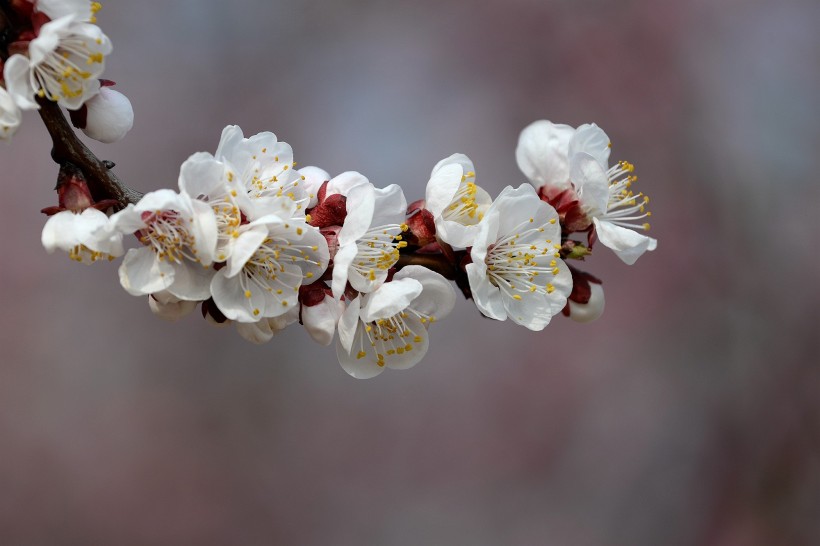 【生肖】7月份初,桃花缠绕,月老姻缘一线牵,终擦出真爱火花的四大生肖