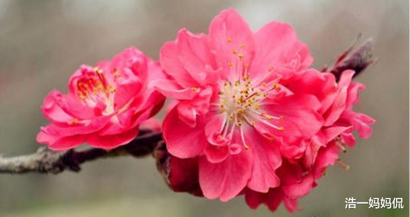 『生肖』6月下旬，事业如鱼得水的生肖，贵人关照，轻松得财，大富大贵