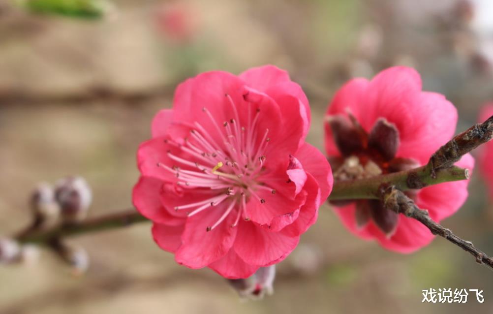 『生肖』3生肖6月23号正财滚滚来，收入攀升，不再为钱发愁，恭喜恭喜