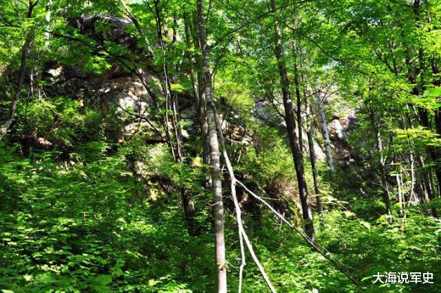 原始森林|二战，一个日本五口之家逃进中国原始森林，40年后变什么样了？