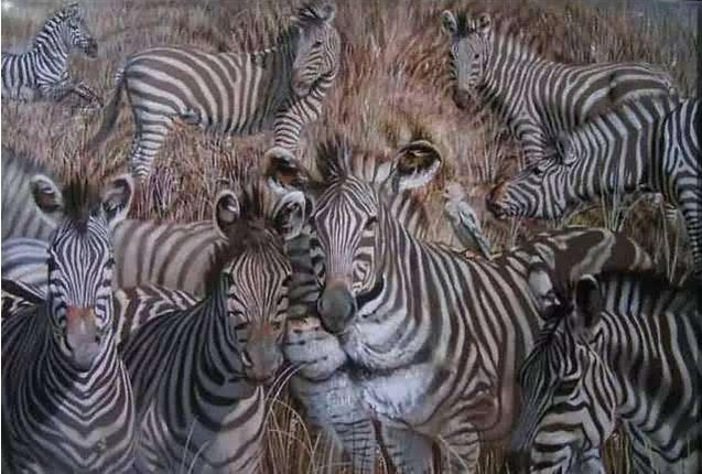 斑马|爆准痴呆测试：能在图中找到除斑马以外的动物吗？全找到的快炫耀