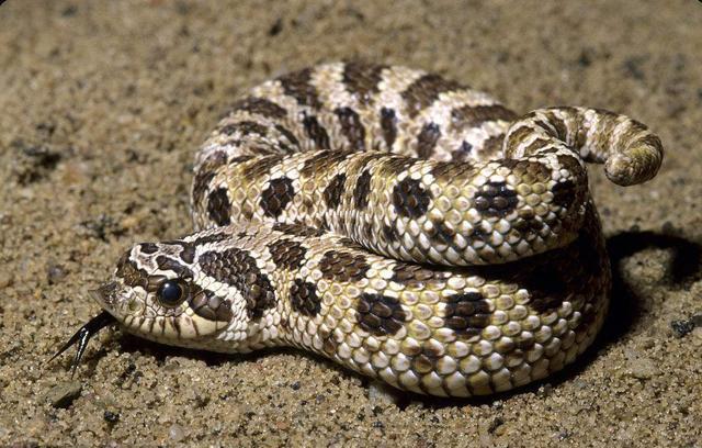 『毒蛇』蛇界当中的铁憨憨,丢尽毒蛇界的脸,猪鼻蛇当真是个奇葩