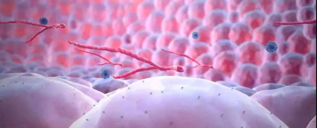 埃博拉疫情▲史上最可怕的埃博拉病毒卷土重来,2020真的太毒了