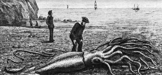 #大王乌贼#传说北海巨妖克拉肯长达155米，重330吨，形似小岛，是否真存在？