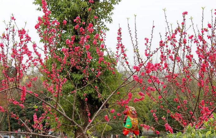 『生肖』心中宽厚，一生注定会福气满满，财运多多的3大生肖