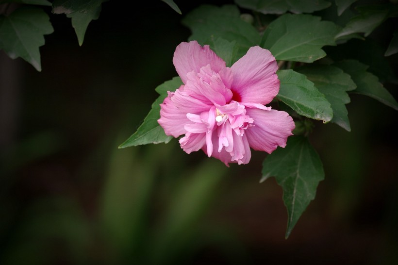 生肖@7月份,姻缘未改,桃花绚烂,有望和旧爱共享专属爱情的四大生肖