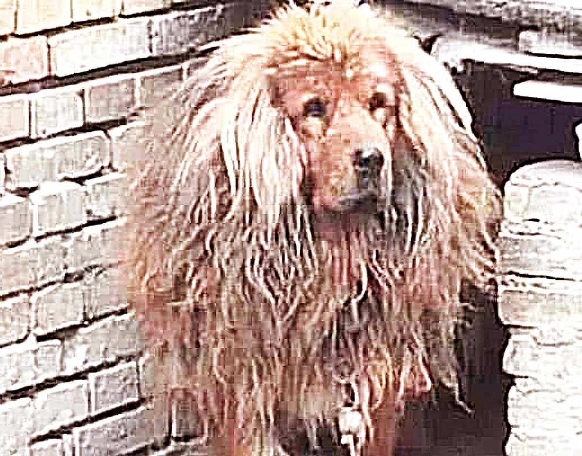 主人将狗送人，但没多久却后悔了，当再次看到它时，瞬间面色铁青