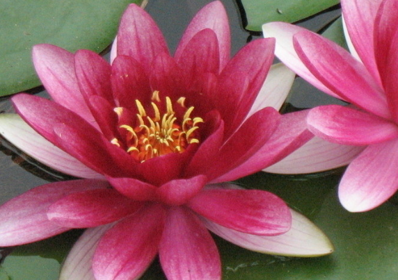 「射手座」进入6月，财源广进，4属相逢凶化吉，大吉大利，事业风生水起