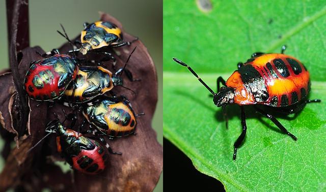昆虫|益蝽研究小记:同样是蝽,它却是吃蝽的蝽。