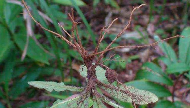 中草药▲这东西，若长在您家路边，请别除掉，因为作用真的很大