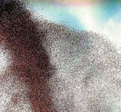 ##土豪哥为纪念结婚日，放飞520万只氢气球，结果悲剧了