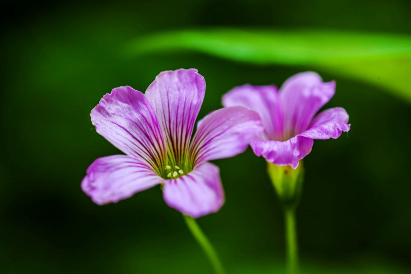 「属鸡」未来半年走上等运，发横财中大奖，桃花多见，财运冲天的四属相