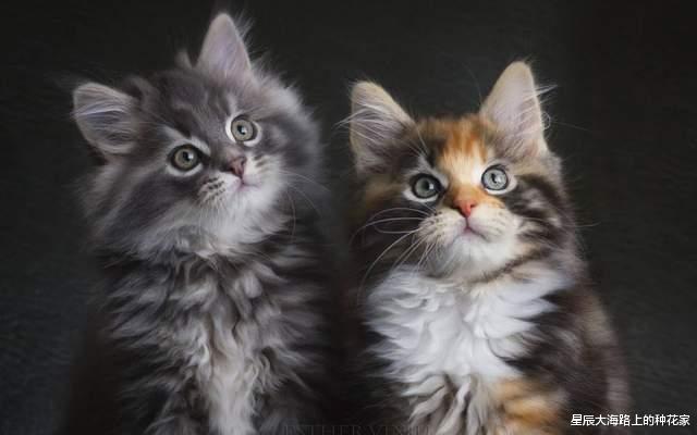 黑猩猩|表面上一夫一妻的动物,私底下混乱不堪!它们无法经受交配的诱惑!