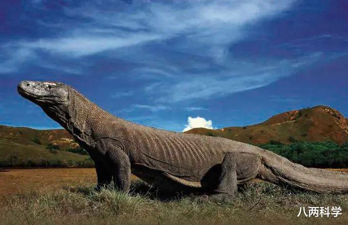 科莫多龙|科莫多龙的口水有毒？嗜血？杀人如麻？科莫多龙的神话与现实！