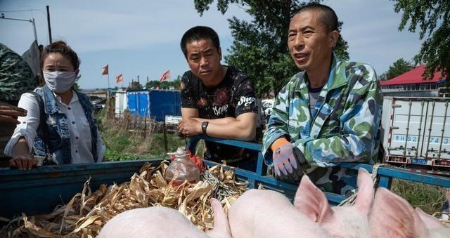 生猪价格|毛猪涨了，能涨到多少钱一斤？看专家咋说？附：10月17日猪价