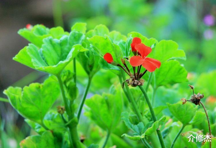 生肖|9月红鸾星动，接二连三撞桃花，喜获好姻缘，注定要脱单的4大星座