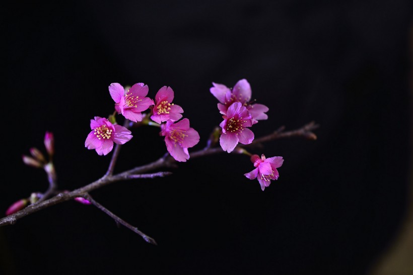 生肖▲六月中下旬,缘分和桃花真心实意,爱情出乎意外的四大生肖!