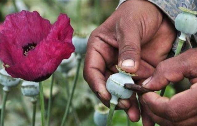 臆说古史|毒品的源头就在“金三角”，为什么不派军队剿灭？其实答案很简单