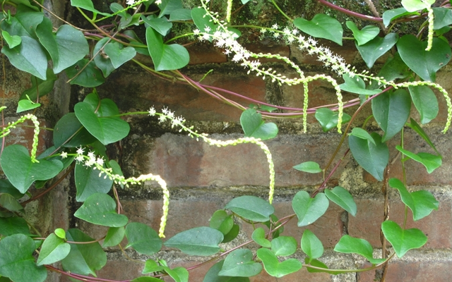 光明乳业|此物经济价值很高，若长在您家房前屋后，别铲除，尽量移植