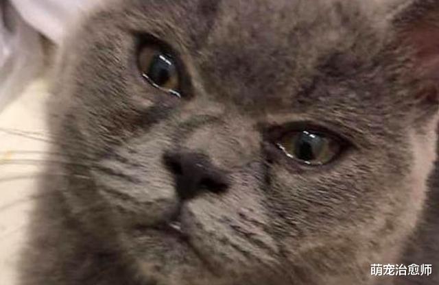 主人在切洋葱的时候，猫咪还趴在旁边看，切完后它两眼泪汪汪的！