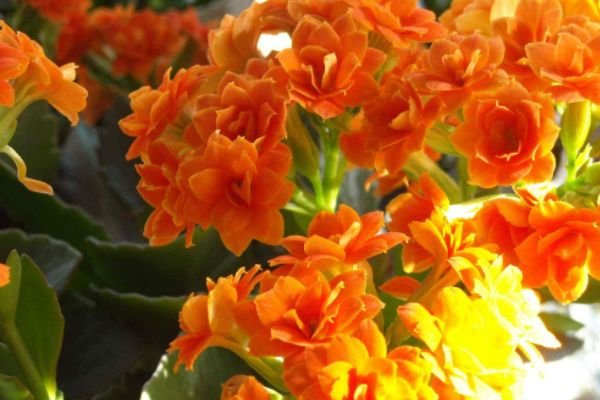 生肖|你前段时间是否特别倒霉？未来10天开始转运的4大生肖，喜从天降