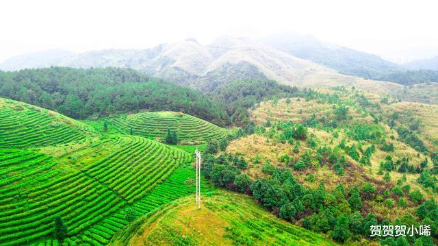 [贵州]贵州有个“漂浮”在云间的千亩茶园，景美如仙境，知道的人极少！