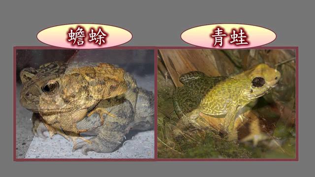 蟾蜍|最恐怖的毒蛇：钻入猎物活体内开始吞噬，吃完内脏时外表还完好