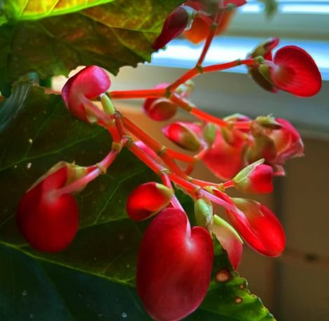 生肖|未来7天运势大红大紫，4属相吉星进门，日子红红火火，万事吉祥