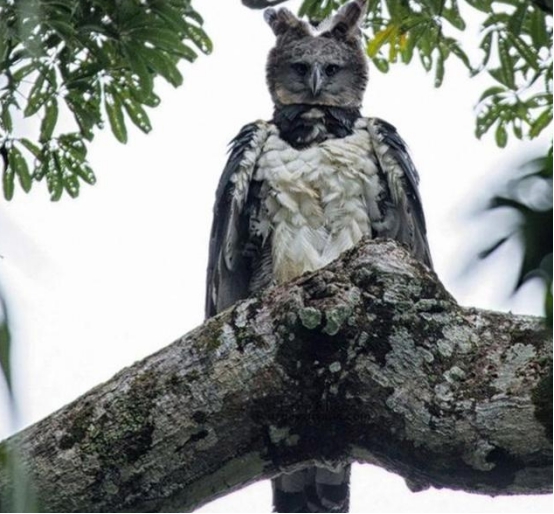 |世界上最像人的鸟,不仅脸型很像,就连身高也差不多