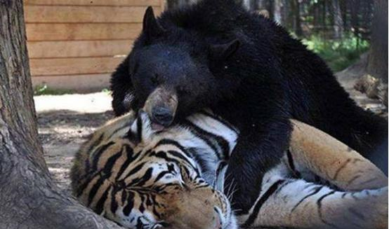 俄羅斯出現熊虎大戰，東北虎大敗俄國黑熊，吃一隻熊要花七天-圖4