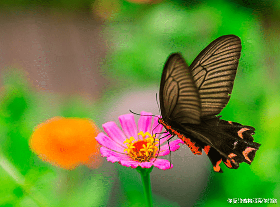 射手座|下个月，4属相事业一马平川，财源滚滚，生活锦上添花，富贵吉祥