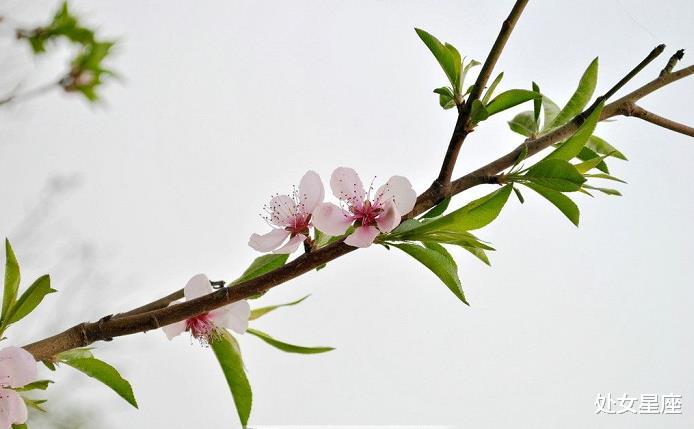 #霉运#甩掉霉运，7月7号正财旺盛的生肖，横财也滚滚来，事业步步高升