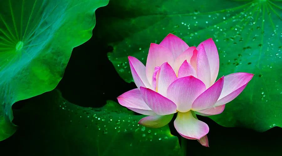 『运势』六月得贵人支持，喜气连连，赚钱如流水，让人高攀不上的生肖