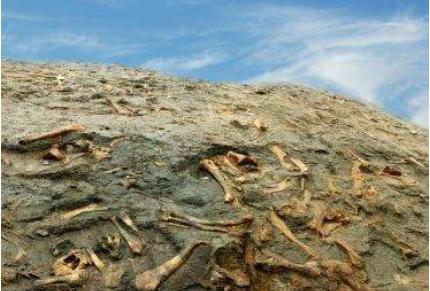 「刘慈欣」地球是否会有终结者出现?刘慈欣:不好说,但要警惕2种生物