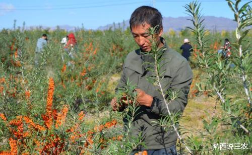 枸杞|因富含花青素被炒到上百元,如今价格一落千丈,农民:本都没回来