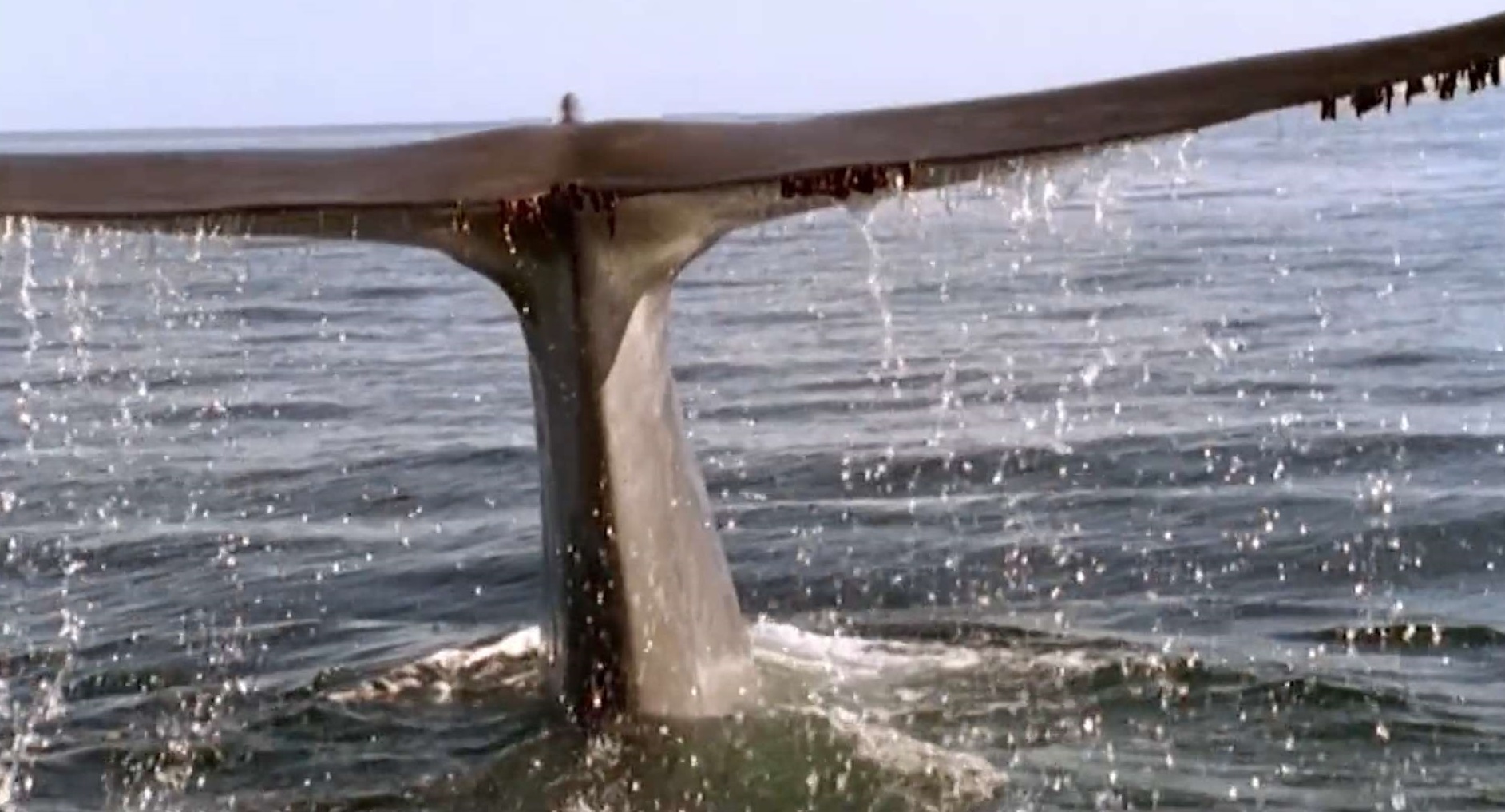 「大象」这个世界上已知最大生物，一个舌头就相当于一头大象的重量