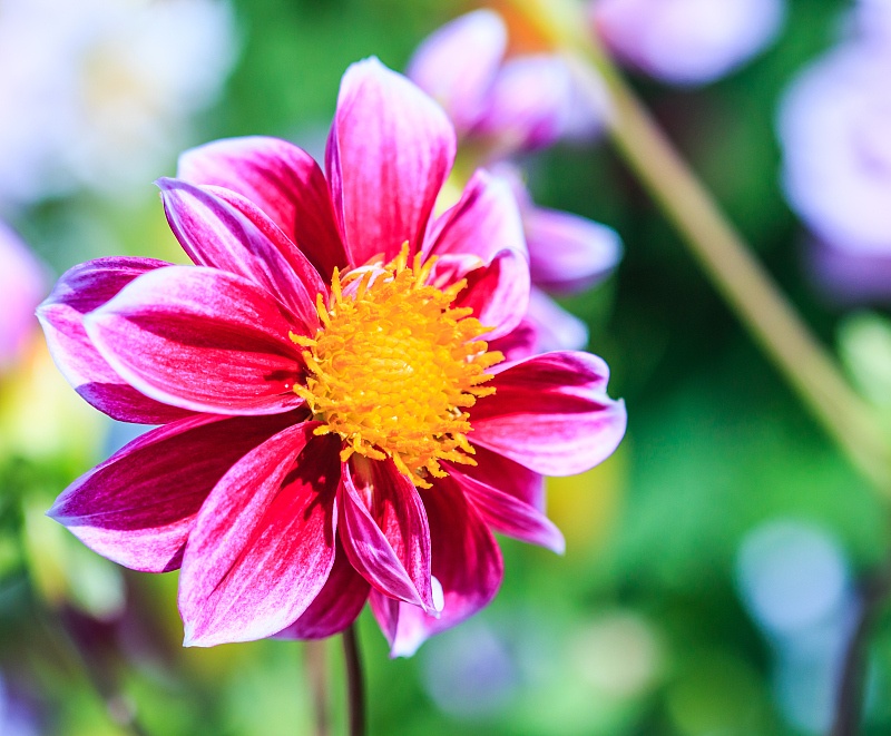 生肖■去年穷得叮当响,今年富得流油,三属相时来运转,一年比一年有钱