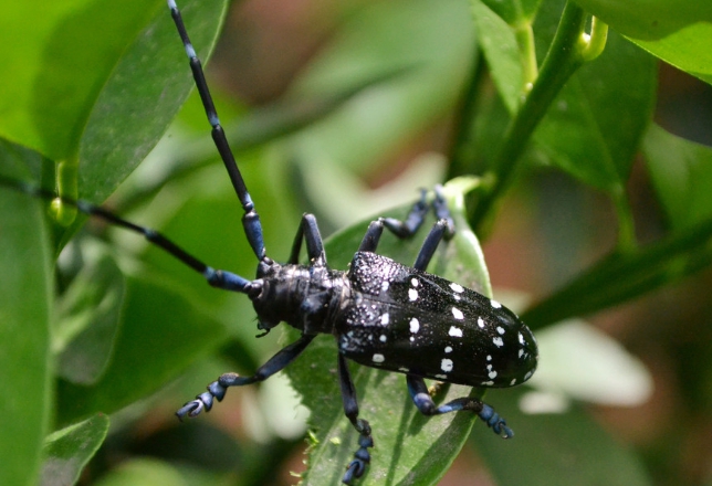 外星人|重磅！国内发现一新物种！并以发现者人名命名！