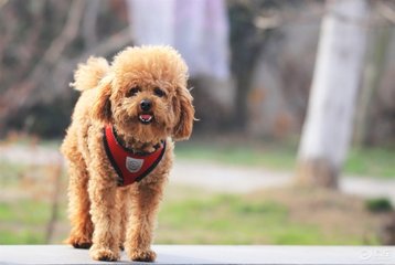 特别的贵宾犬，像泰迪熊一样——泰迪犬