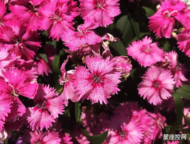 狮子座■容易令人一见钟情的三大星座，气质满分，魅力爆表！