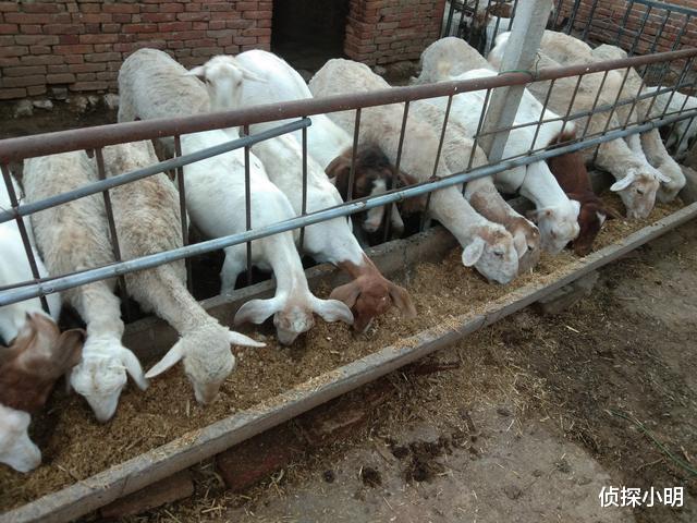 猪肉|羊价雪崩腰斩那天的到来，离我们到底还有多远？