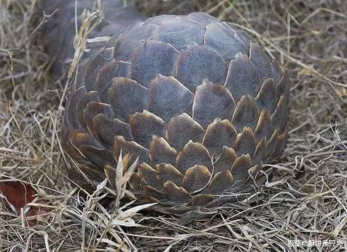 『穿山甲』穿山甲妈妈被摔打火烤，至死保护怀里的宝宝，人怎么忍心吃下它们