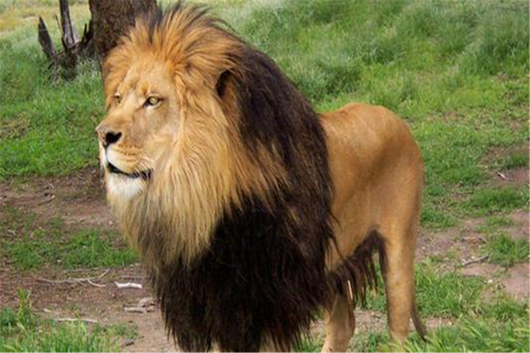 |捕食者的眼睛长在前面，食草动物眼睛在头部两侧，为何会这样？