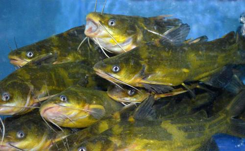 「鱼汤」不管炖什么鱼，都不要放这“两种调料”，否则鱼很腥很难吃！