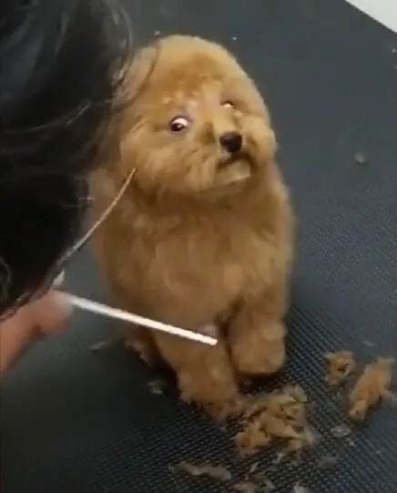 宁静|狗狗第一次美发，紧张的眼神害怕极了？狗子：别杀我，我妈有钱